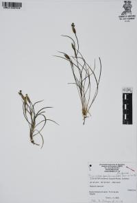 Sisyrinchium tenuifolium image